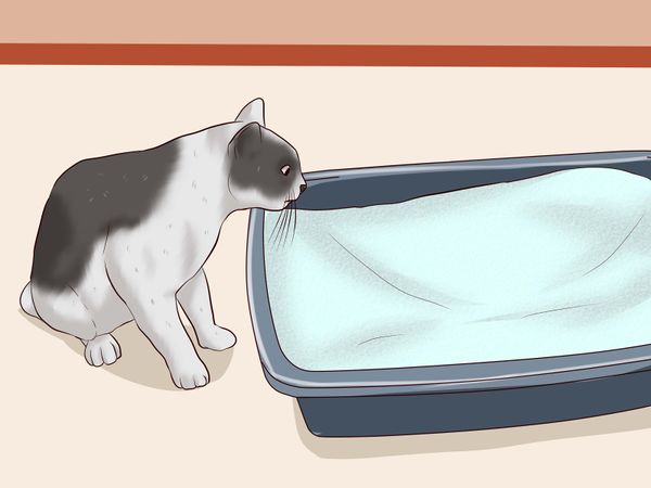 如何去除猫尿味（附图片）
