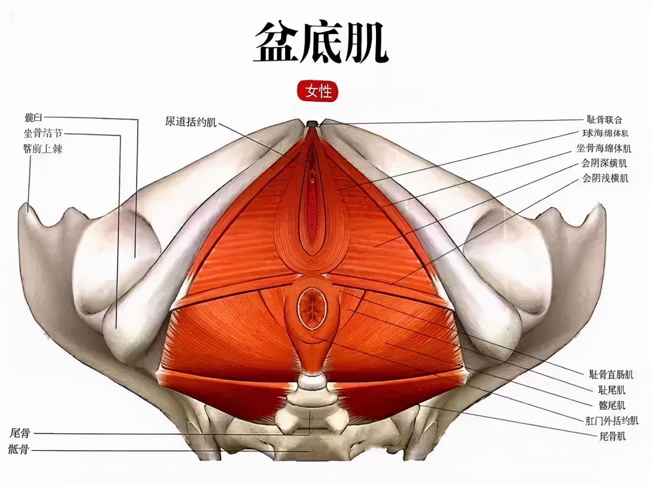 盆底浅层肌肉图片