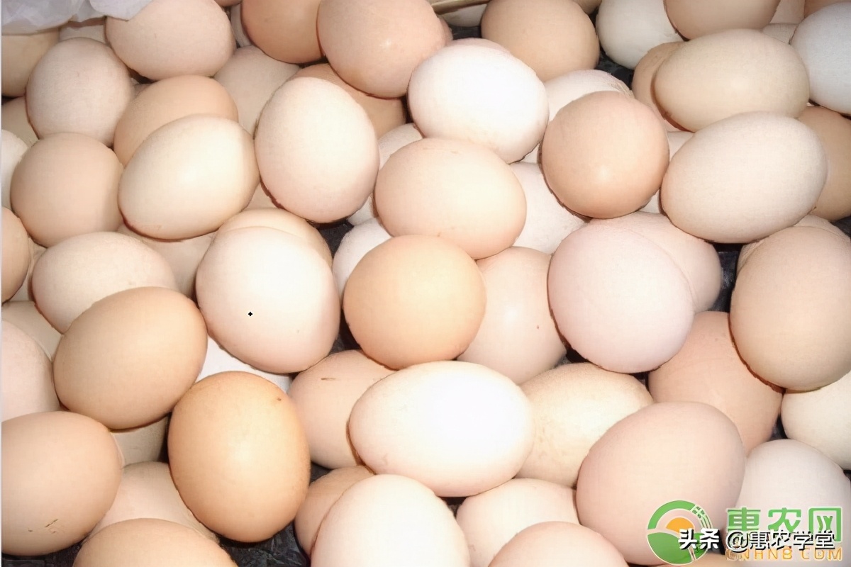 今日鸡蛋价格多少钱一斤？2021年2月8日鸡蛋价格最新行情
