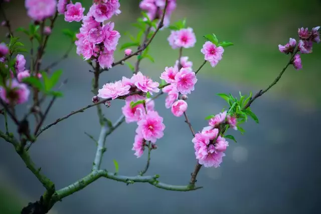 三月桃花开，36首桃花诗词送给你