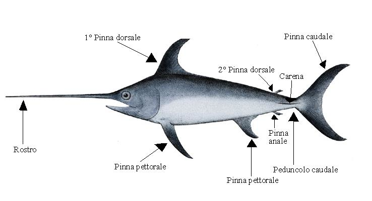 要分辨它们非常容易:身体极度流线型背鳍很高,腹鳍与背鳍差不多高头部
