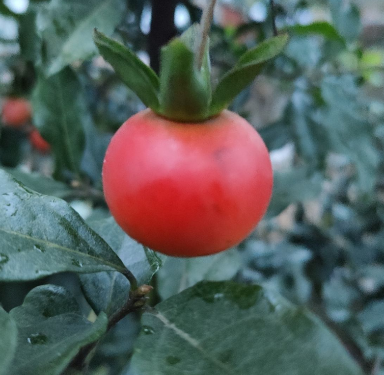 超级寿星的植物是什么（寿命最长的4种植物）