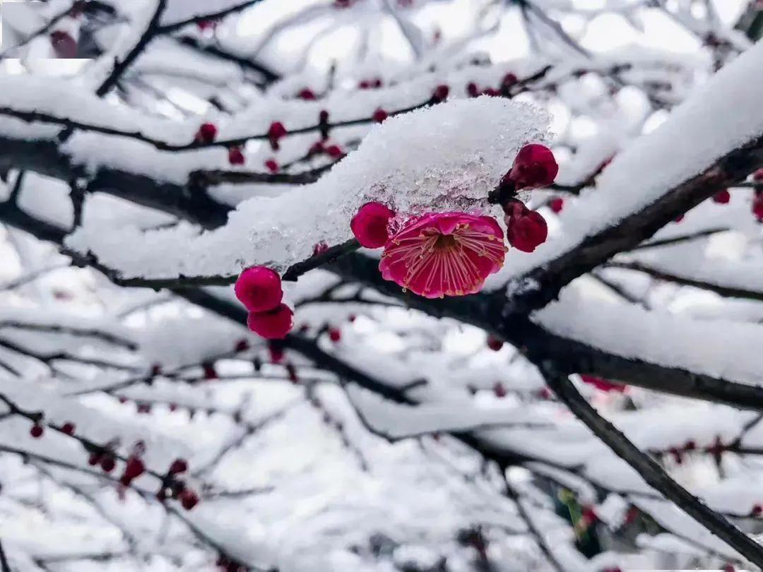 赏读：谁说梅花没有泪