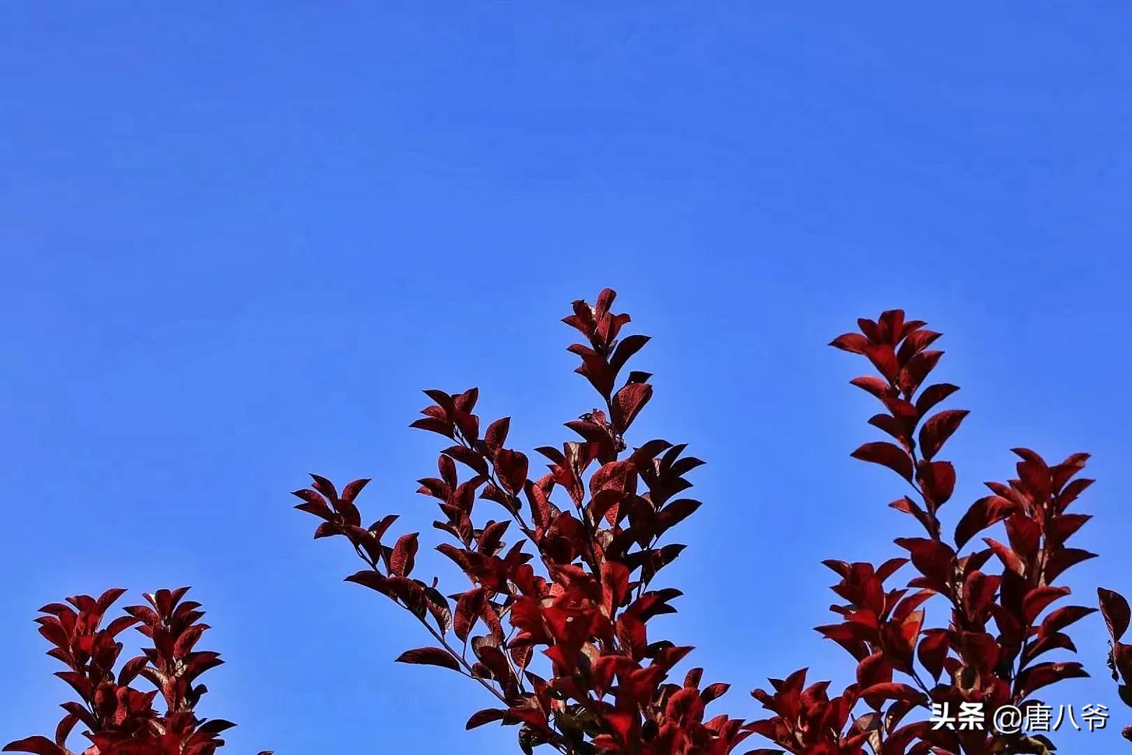 蔚蓝色的天空,在金秋时节,一尘不染,晶莹透明晴朗的天空