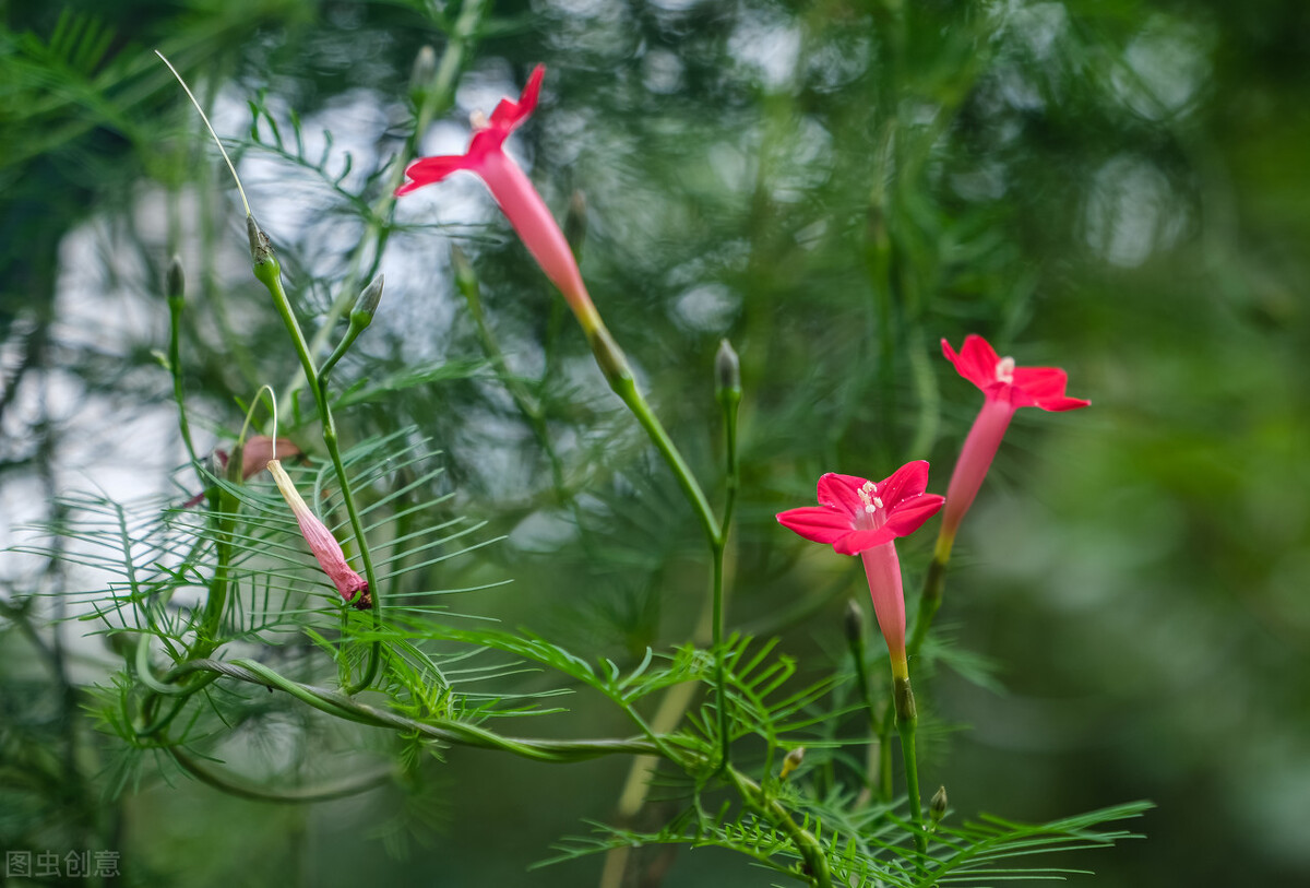 园林花卉有哪些（图文结合详解50种常见的园林花卉）