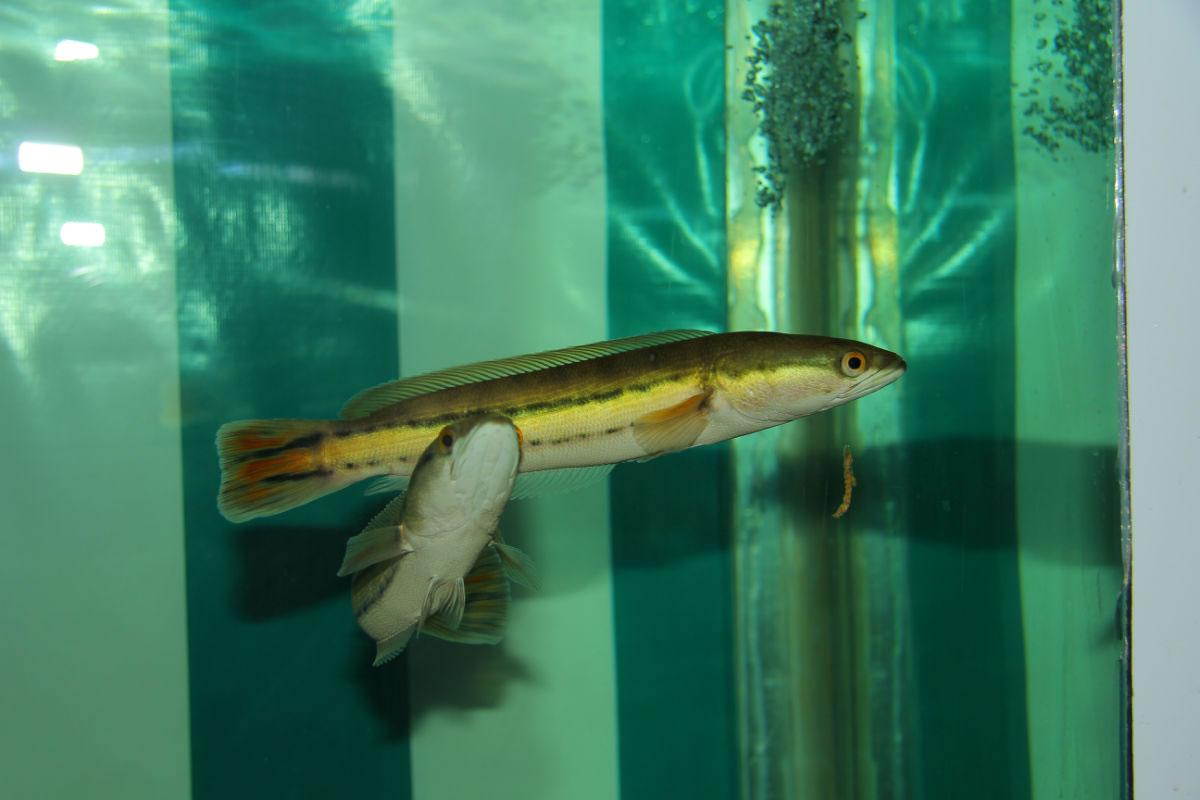 铅笔鱼(凶猛的铅笔鱼)