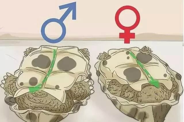 教大家如何分辨乌龟雌雄以及繁殖小乌龟