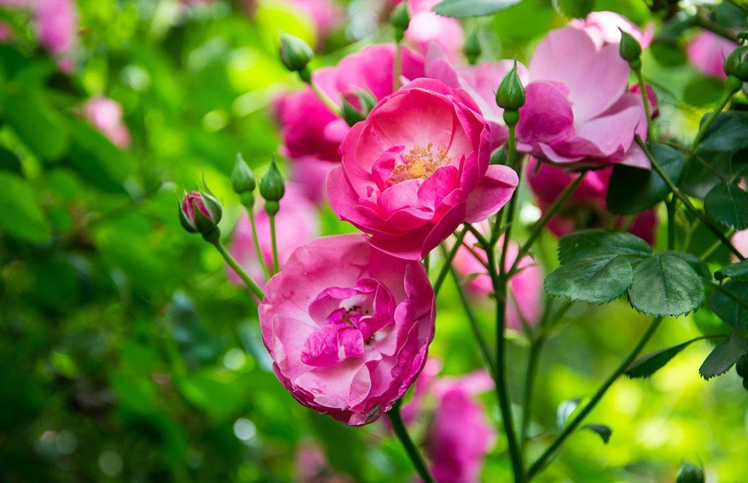 春天常见的40种花春天都有哪些花常见的花