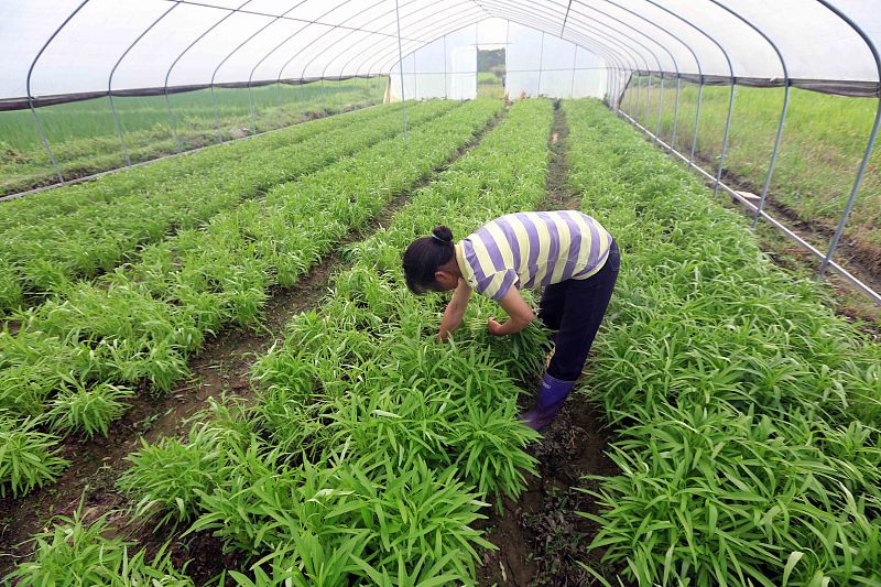 空心菜种子催芽技巧（空心菜是如何种植的）