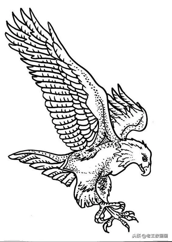 老鹰简笔画高清线稿资料,教孩子一起画