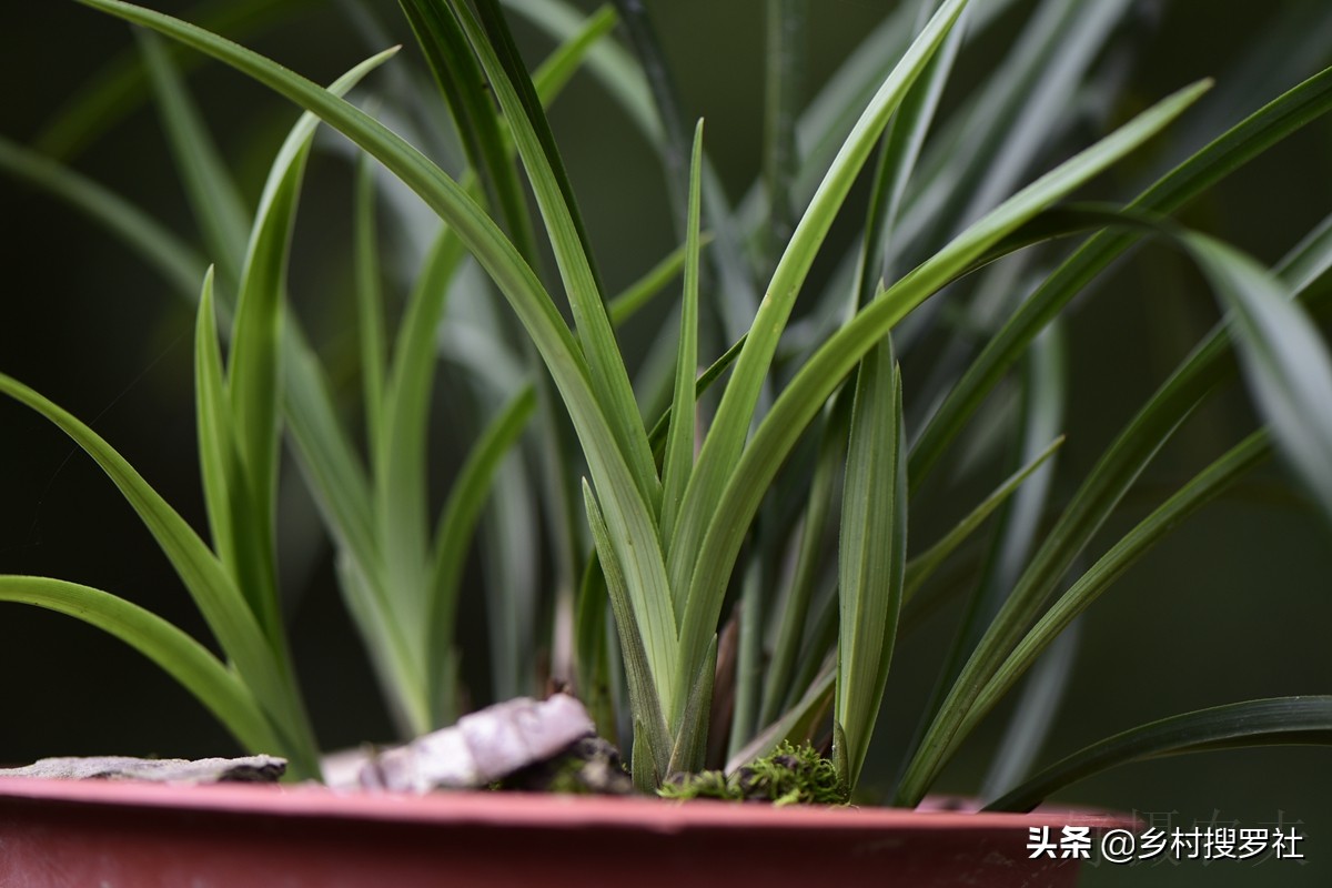 兰花怎么养才能旺盛？兰友：利用土肥水光风，养兰就容易了