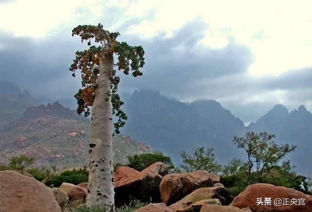 地球的“外星岛”：极乐岛逃亡日记（索科特拉岛）