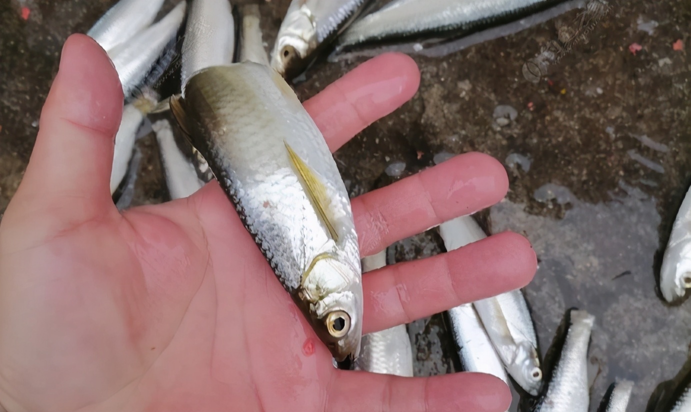 钓白条有技巧,不只是饵料腥就可以,想收获多这几点要掌握