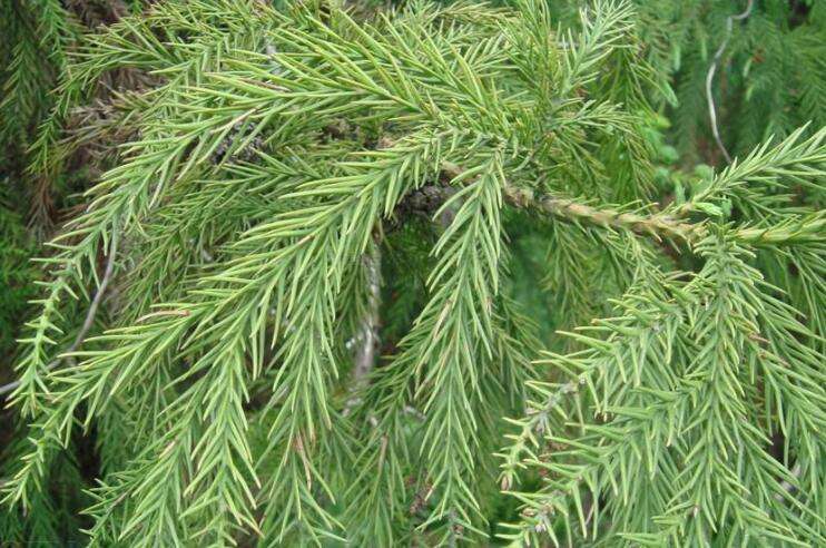 杉树有几种怎样分辨杉树种类及名称及图片