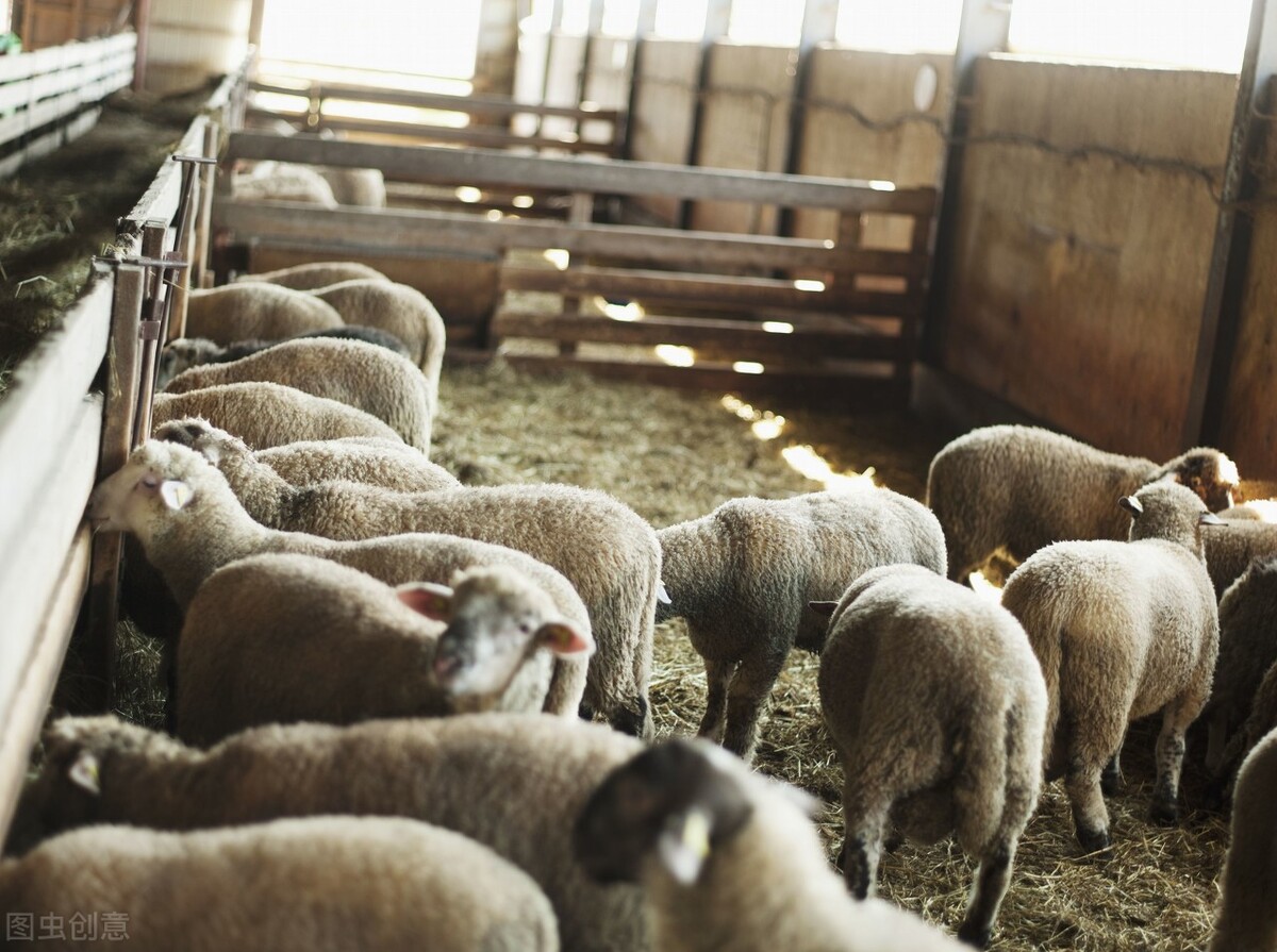 算一笔账:农村养50只羊,25只母羊25只公羊,一年有多少利润?