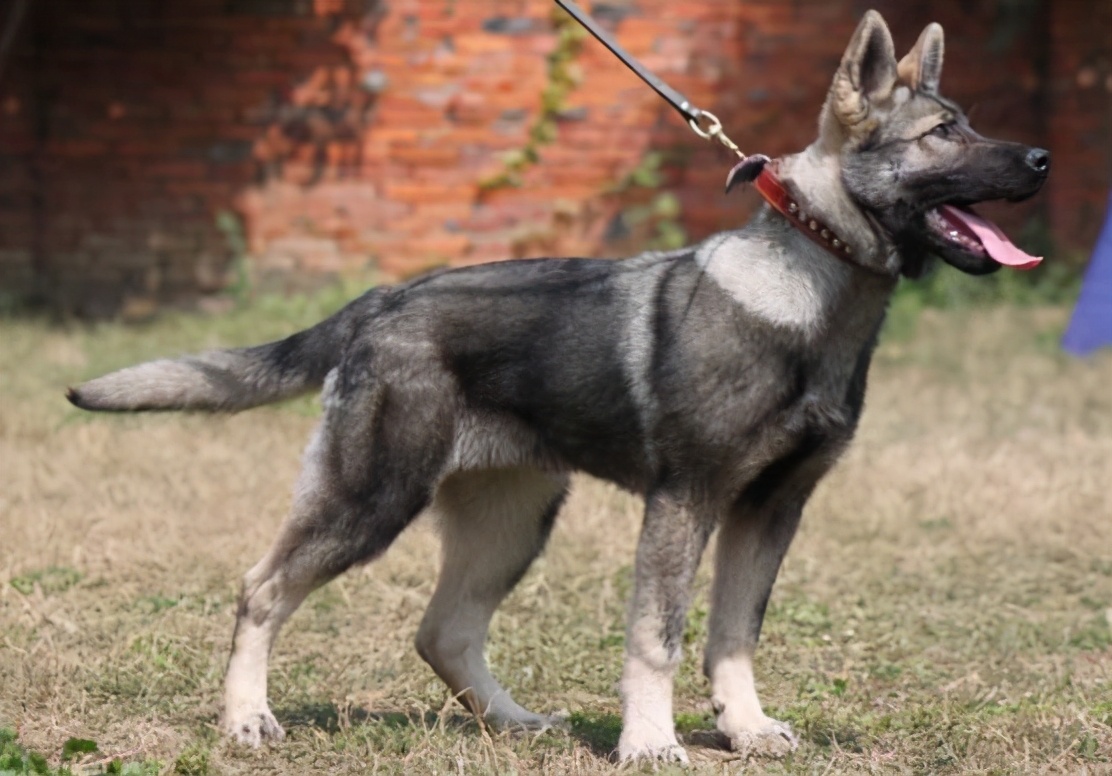 本土犬种“昆明犬”有多优秀？相信养过的人都清楚