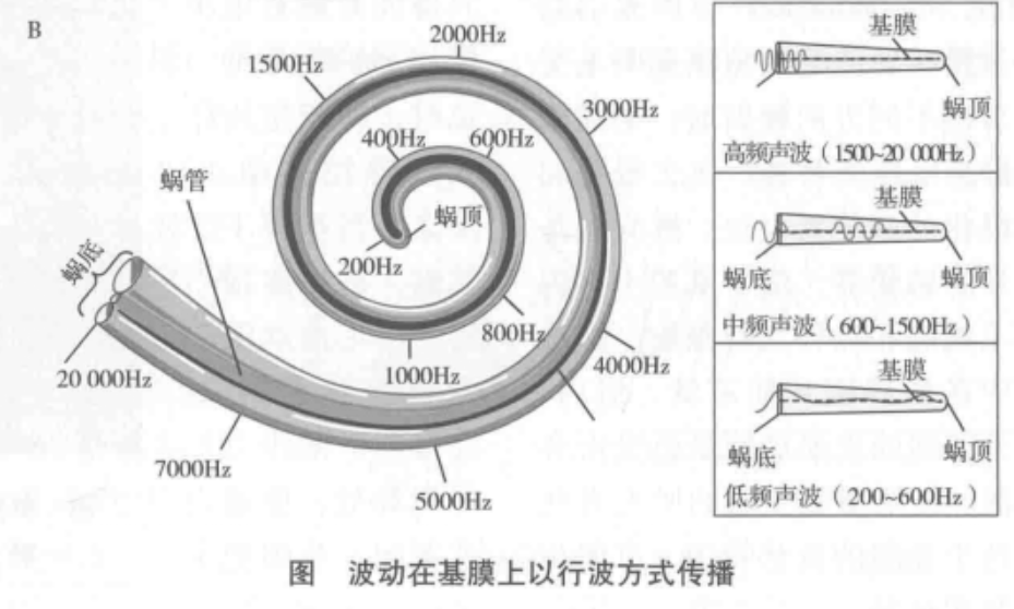 30多万人工耳蜗掉厕所，人工耳蜗真这么贵？捞不上来重配需开颅？