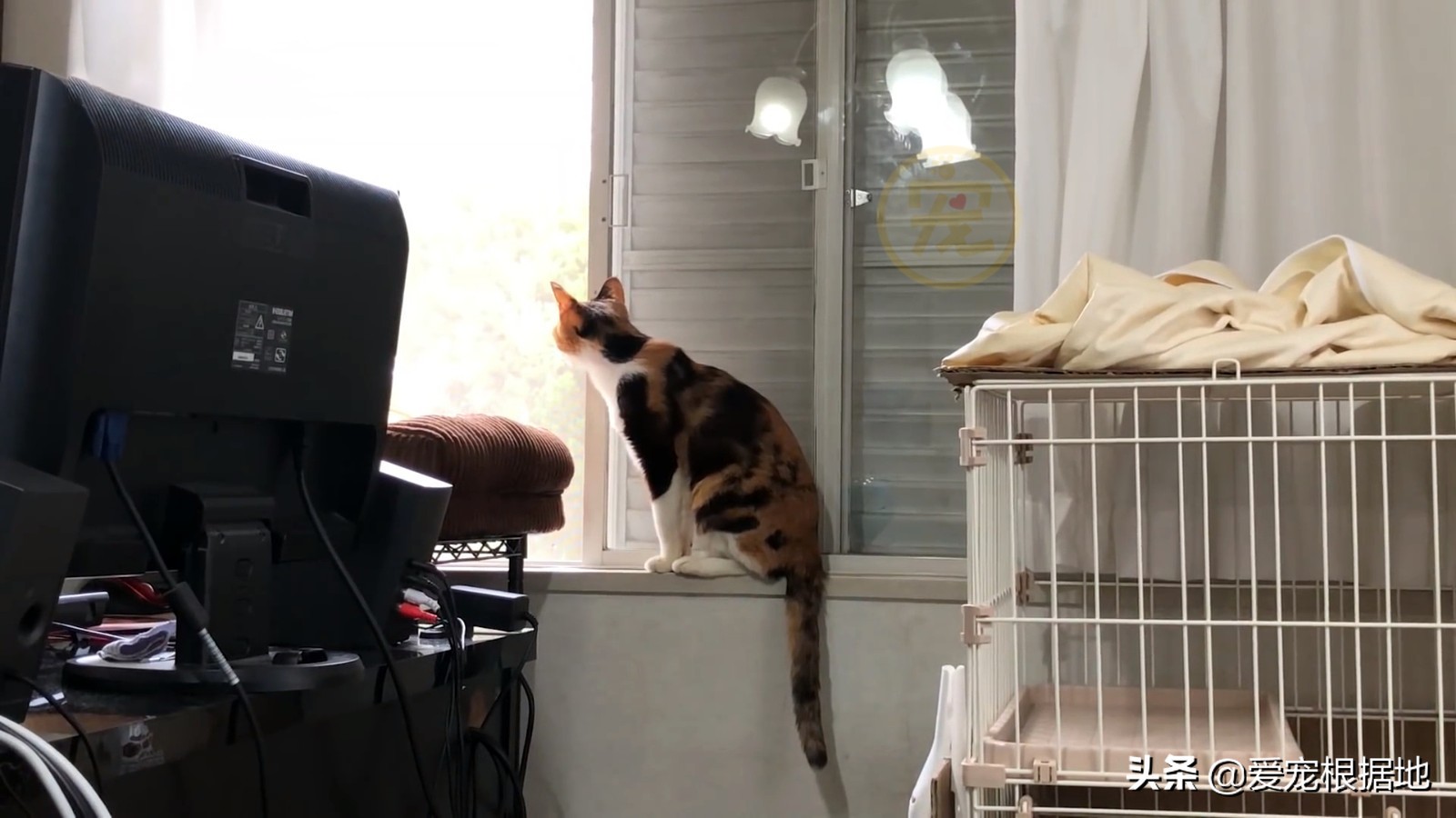 主動上門求助的流浪貓，被拒絕後每天守在門口，它只是想活下去