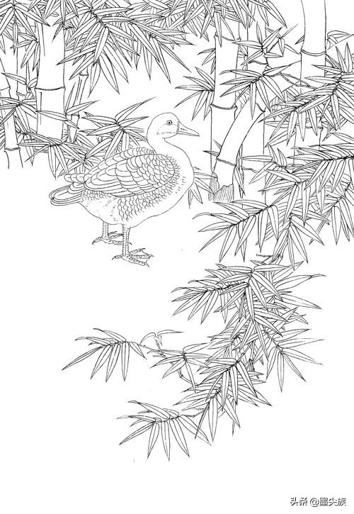 竹子高清白描线稿图片下载41幅