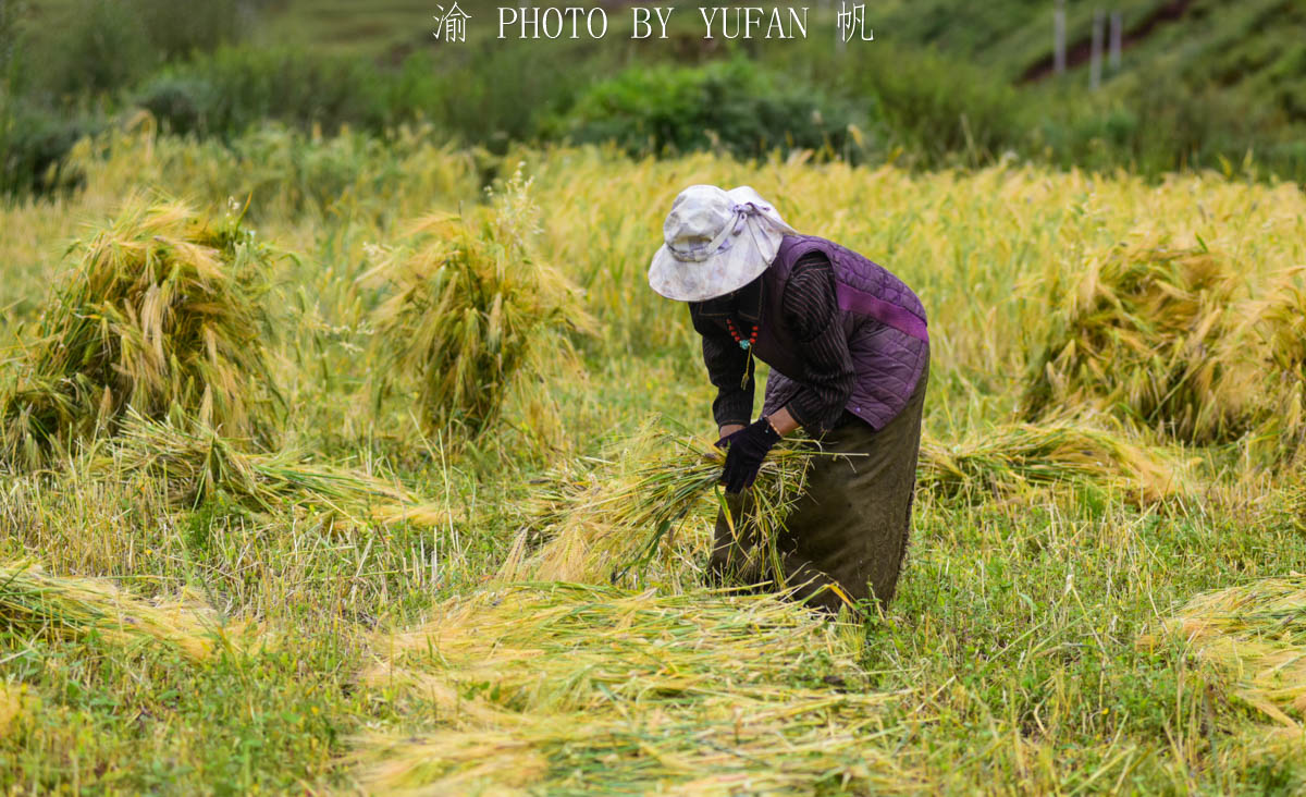 西藏青稞迎来丰收季，有的还用上了机械化，颇似江南秋收的场景