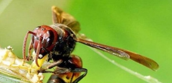 3,牛角蜂虎头蜂有着十分发达的大颚,腹部末端的螫针和毒腺是相互联系