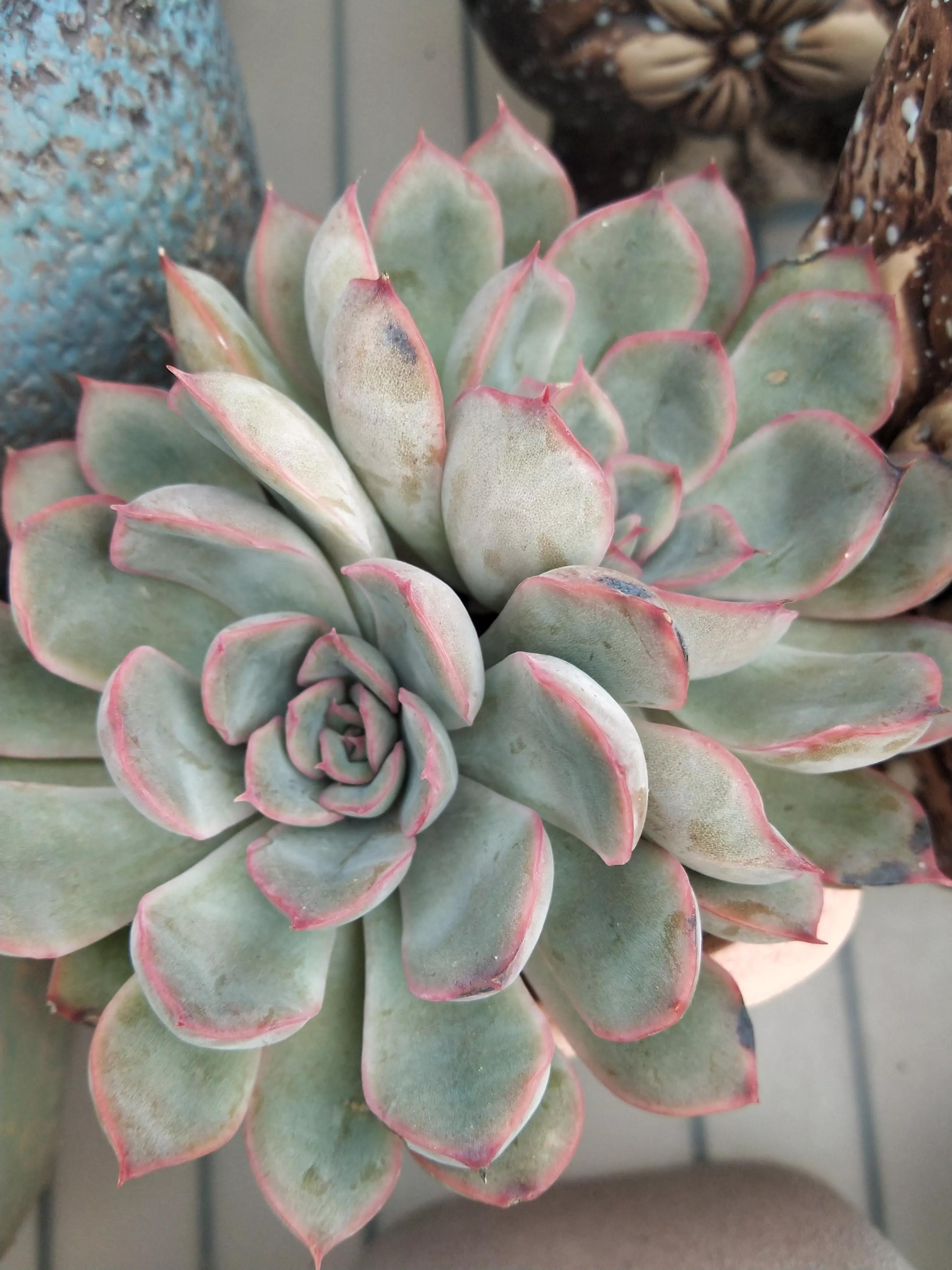 莲花,慈禧,花月夜,月光女神等让人犯脸盲症的多肉如何区分