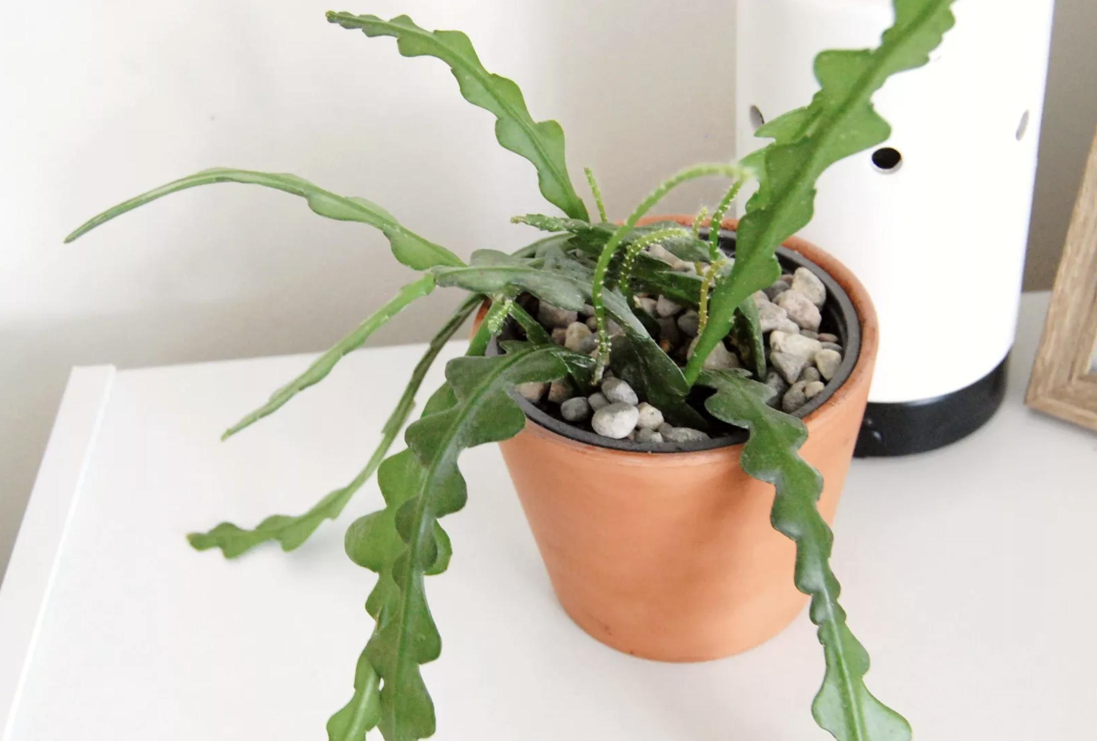100种适合室内种植的花卉植物,颜值高、易打理,慢慢观赏慢慢看