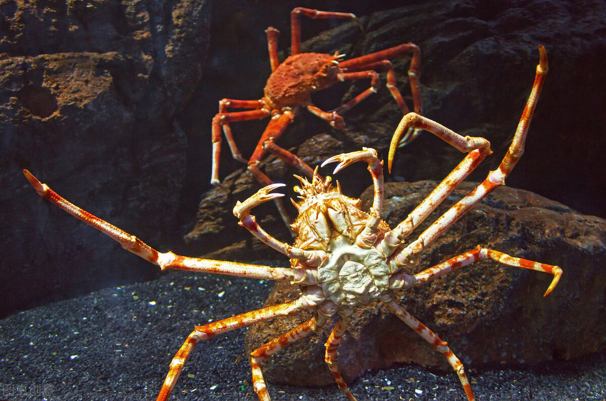 这种蟹叫甘氏巨螯蟹是一种生活于西北太平洋海底的大型蜘蛛蟹,也是