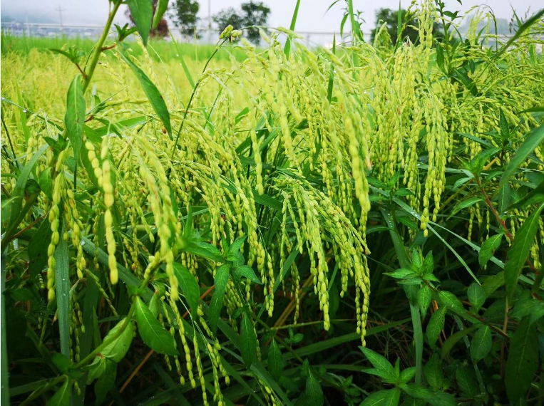 水稻不用打农药？以虫治虫生物防治，你值得拥有