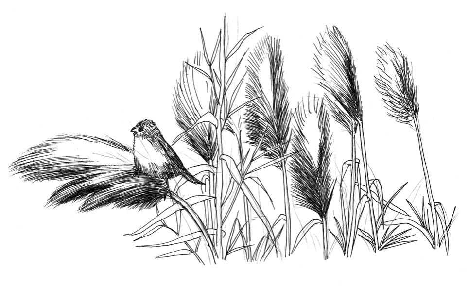 听说你不会画芦苇钢笔画，视界教你画芦苇，简单易学，快来临摹