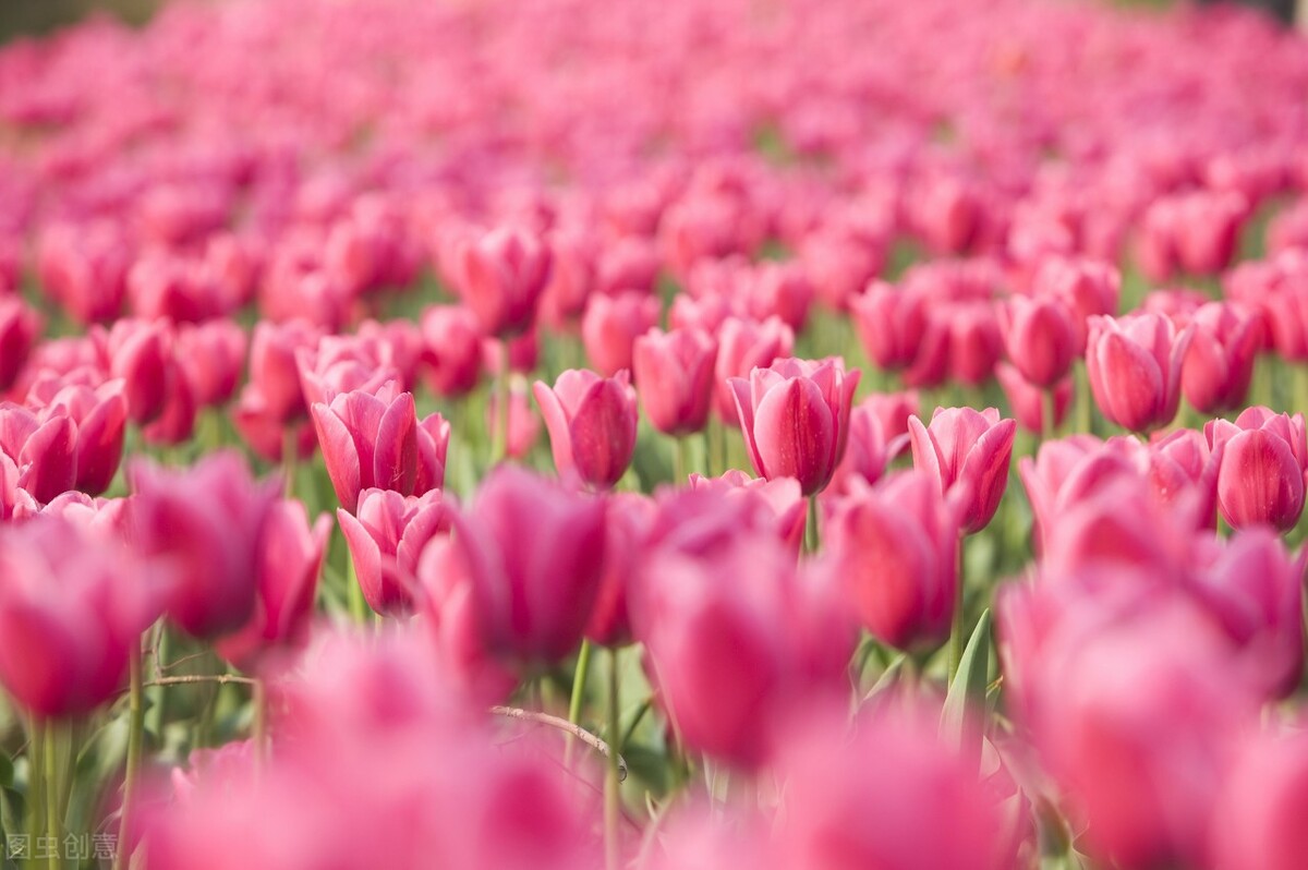 散发淡淡清香的牵牛花