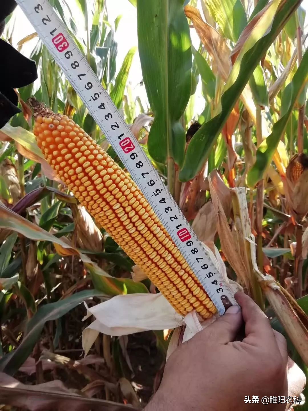 太玉339玉米种子简介(太玉339的特性及栽培要点)