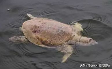 放生的师兄们请一定要看，请大家大量传播此文，无量功德