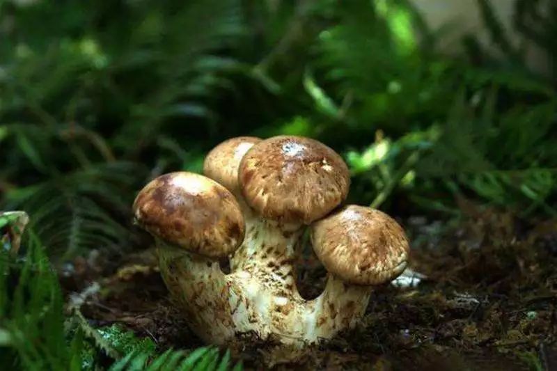 有一种江南,叫波密.