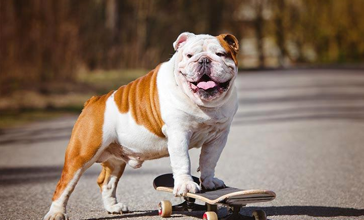 英国斗牛犬图片