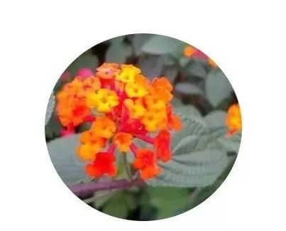 地被植物如何配置?