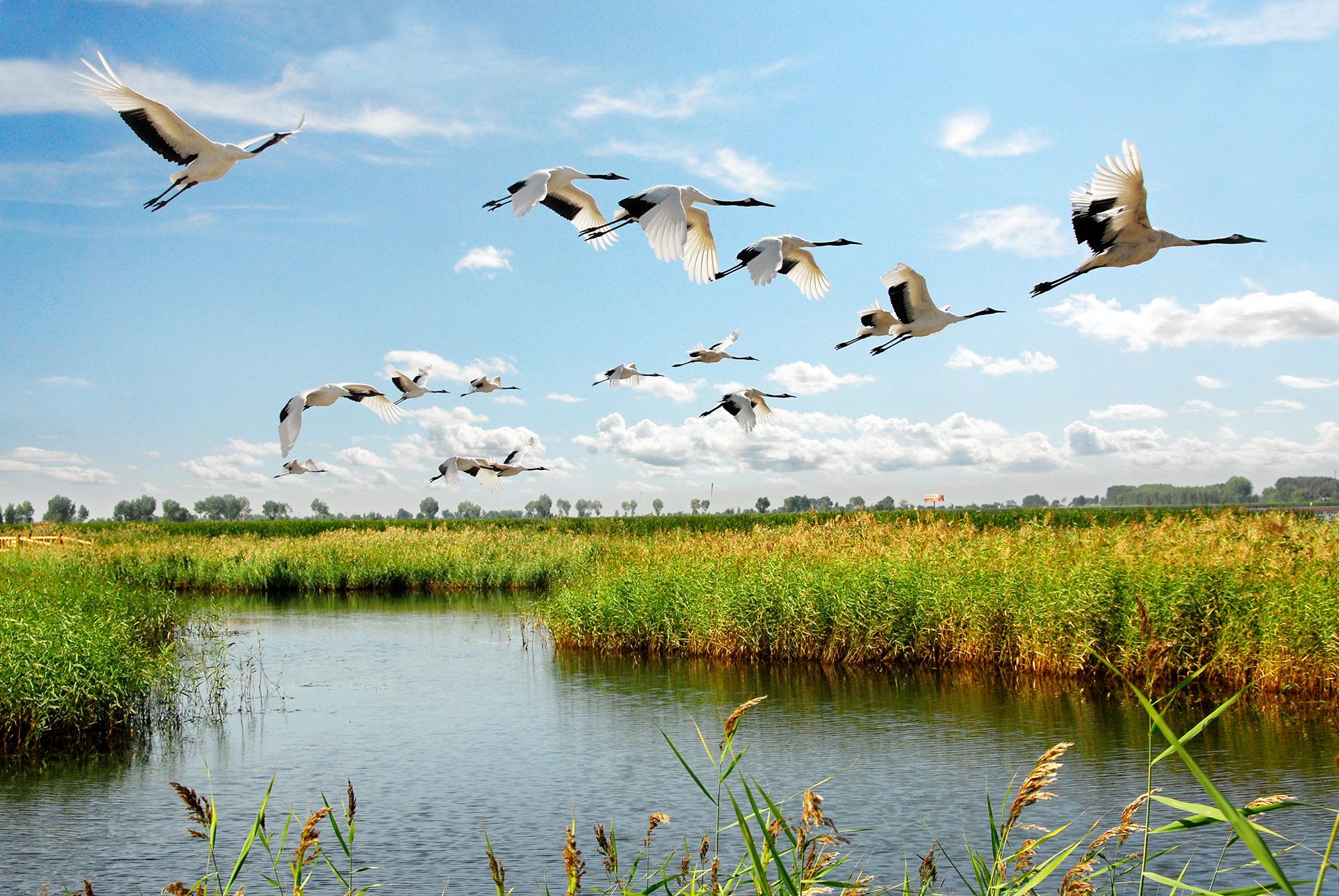 有种美叫黑龙江!镜泊湖,兴凯湖,五大连池,扎龙,太值得去了