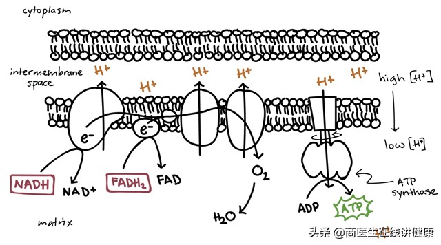 “心肌发动机”：辅酶Q10对心脏有什么好处？