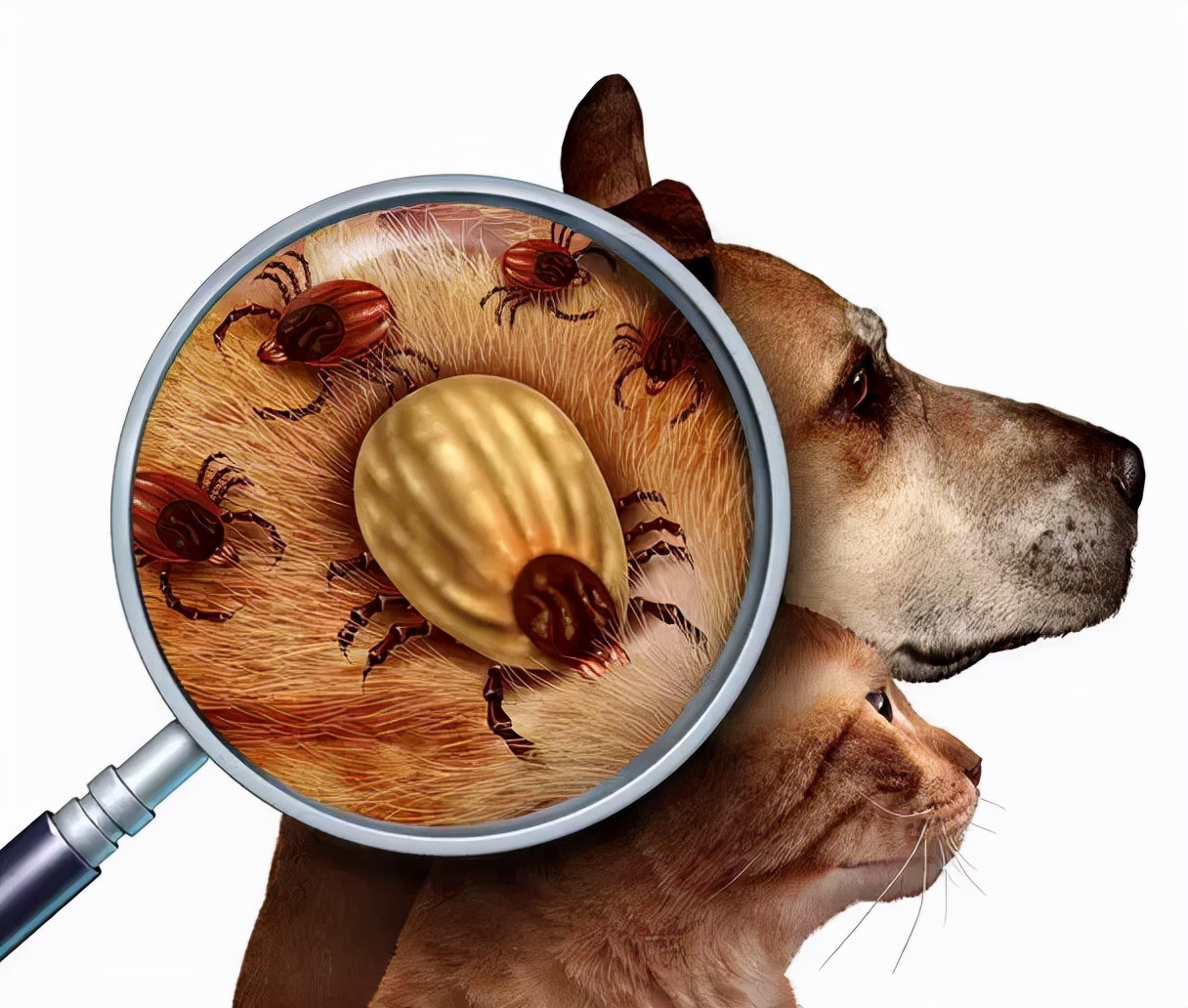 去跳蚤最简单的方法有哪些，狗狗有跳蚤的3大表现？