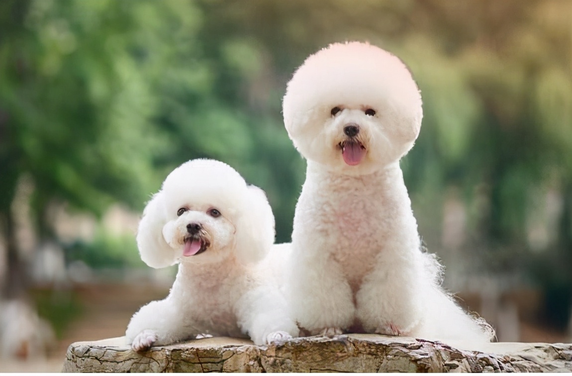 比熊犬性格活泼开朗,是一个能够给人带来欢乐的狗狗,因为它会做各种各