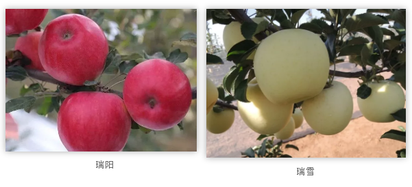 没想到，西北农林科技大学竟然有“两副面孔”