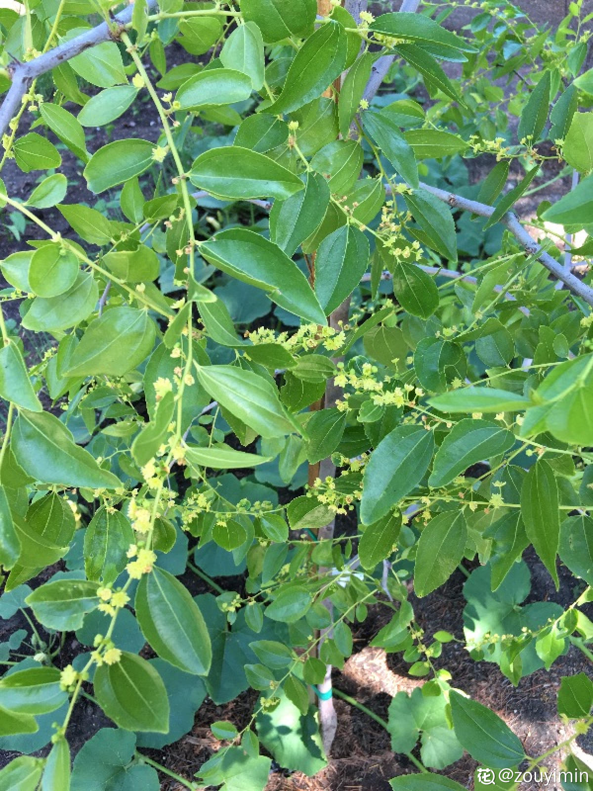 枣树图片大全（枣树的象征意义和种植注意事项）