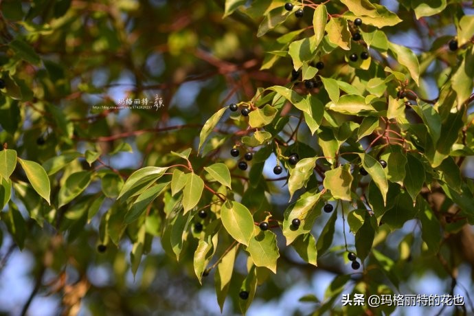 沁香中，恼人的香樟树落叶季又到了 | 植物笔记