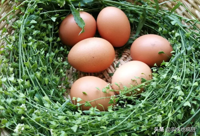  三月三吃鸡蛋的传说[三月三为什么要吃煮鸡蛋]-第3张图片-CNDAO