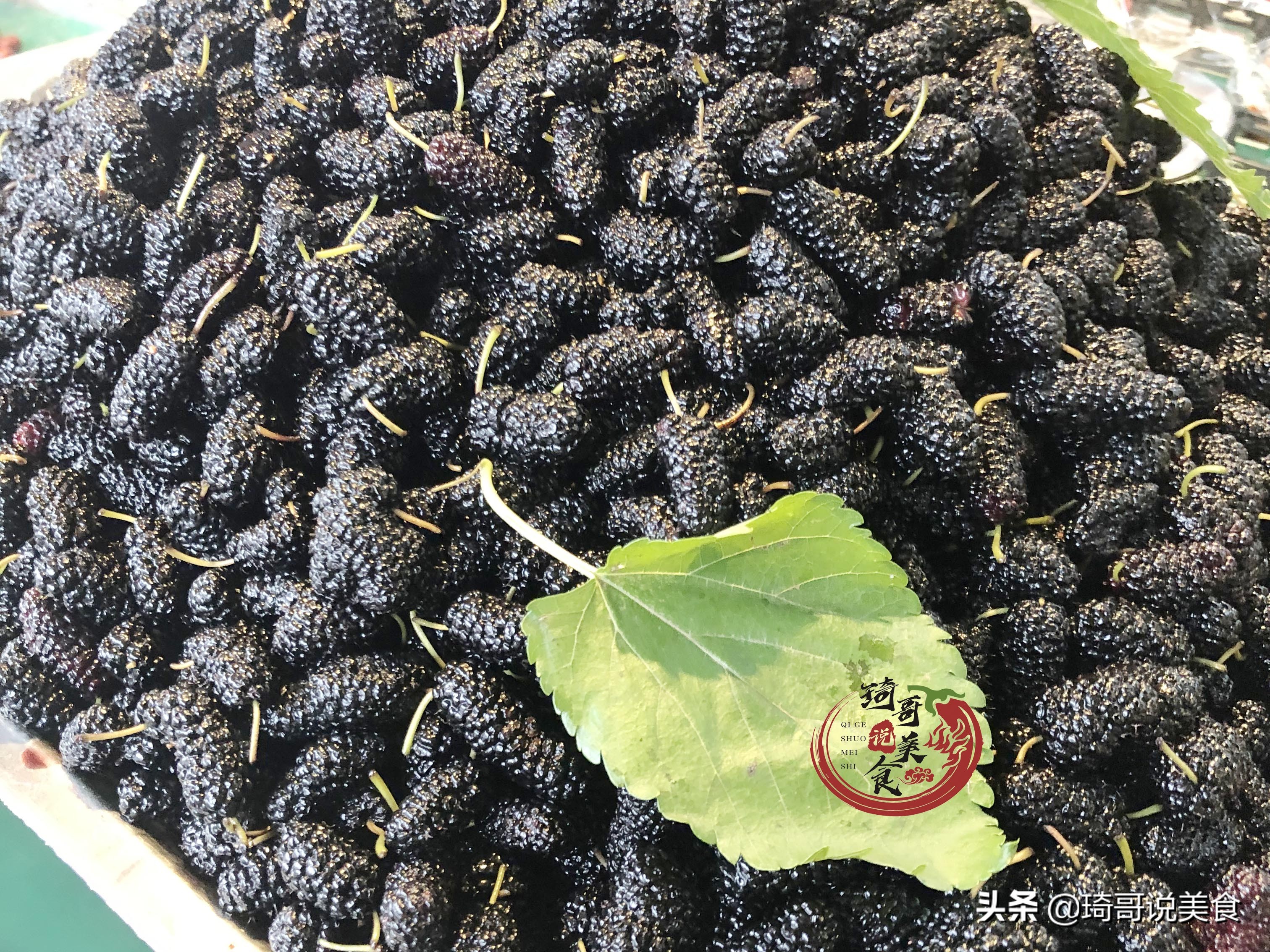 清水洗桑椹，跟没洗一样！水里撒一把，虫卵脏物自动跑出来