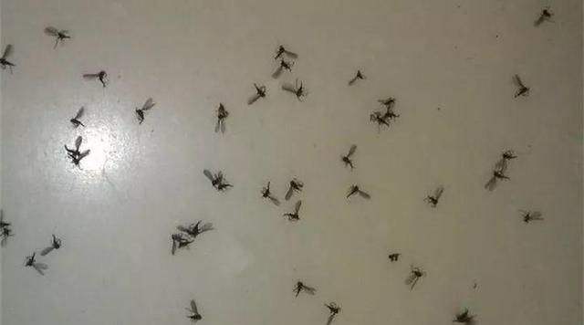 家里有小飞蛾消除妙招家里有小飞蛾消除的3个妙招