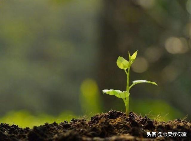 适合猪猪女孩的可爱句子