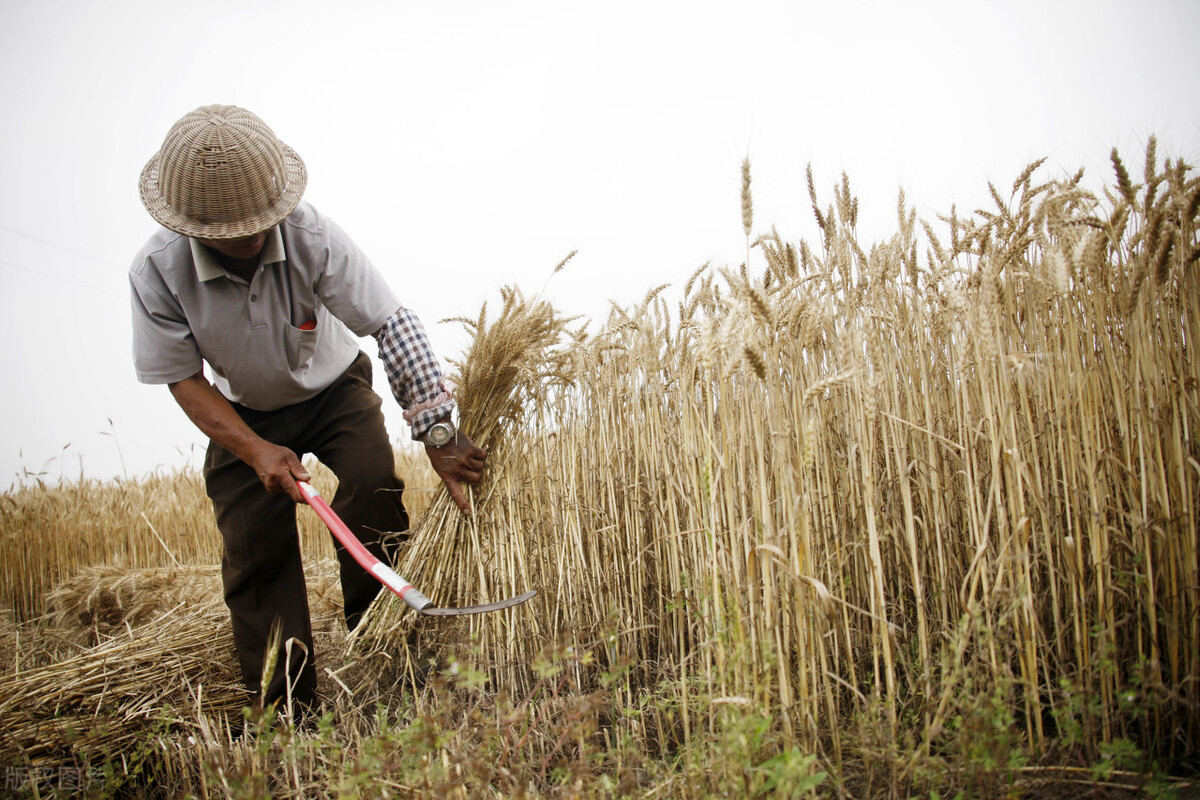 早在90年代前,那时候农机收割还没在农村普及,家家户户都需要人工收割