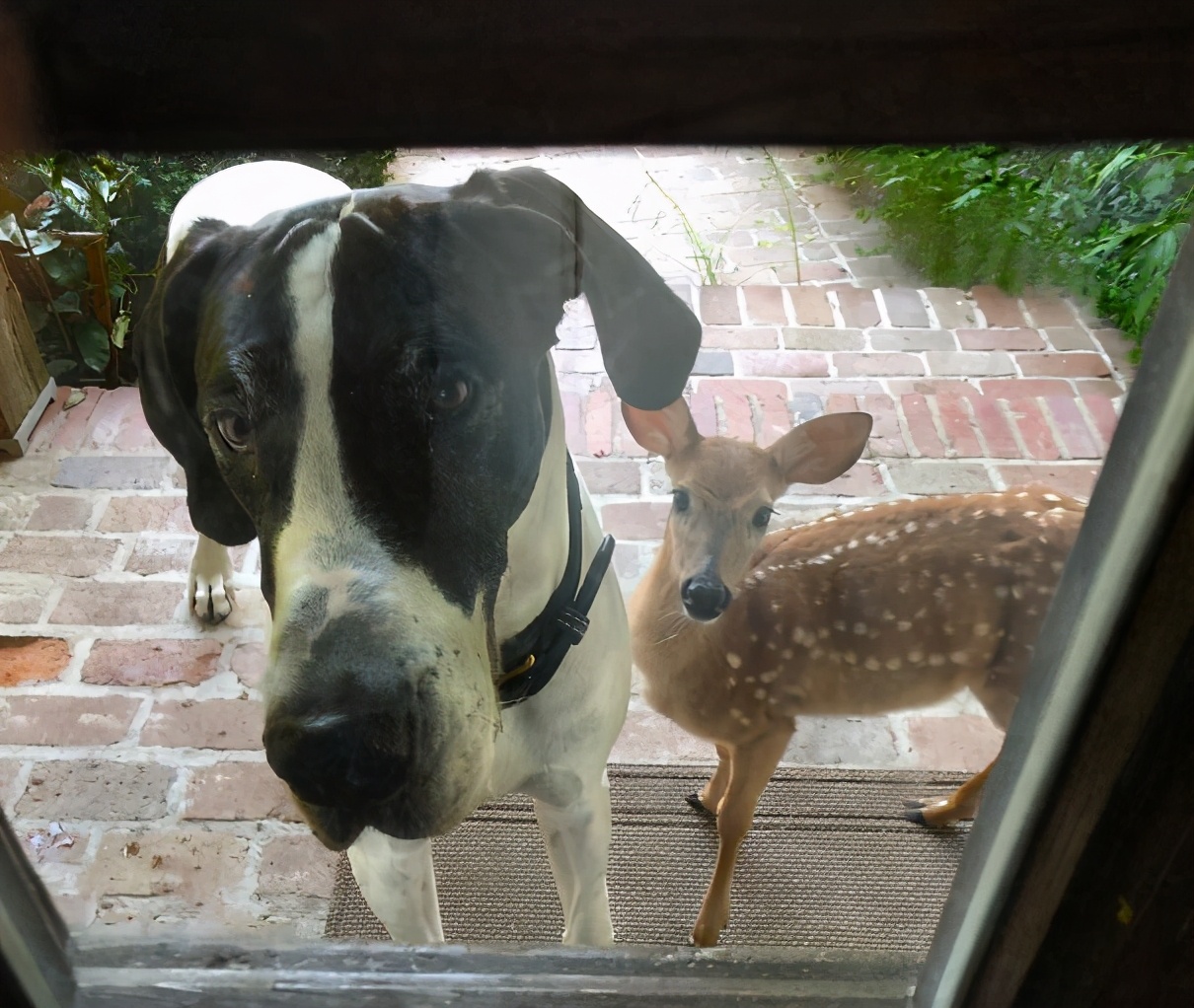 藏獒图片(国外的狗有多大) - 赤虎壹号