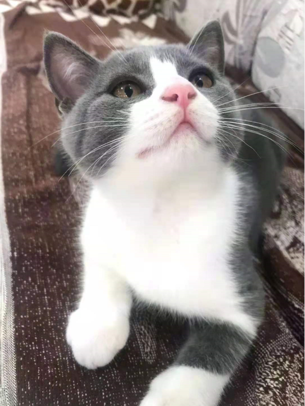 十款适口性好的猫粮推荐